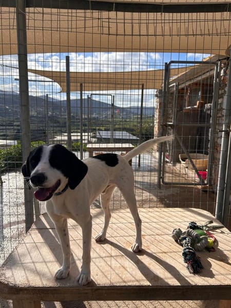 Bodhi - ausgesetzt kurz vor weihnachten