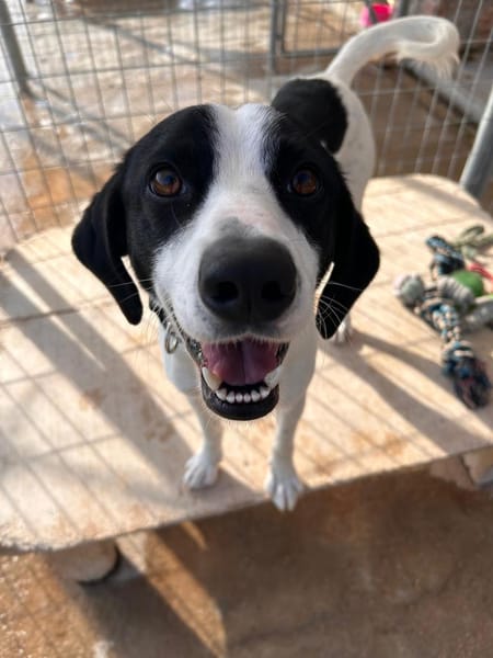 Bodhi - ausgesetzt kurz vor weihnachten