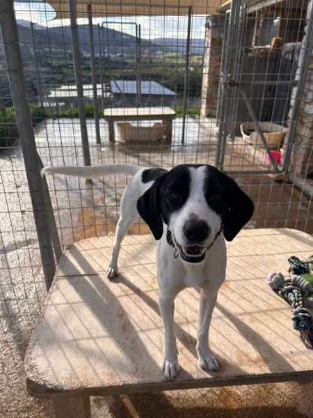 Bodhi - ausgesetzt kurz vor weihnachten