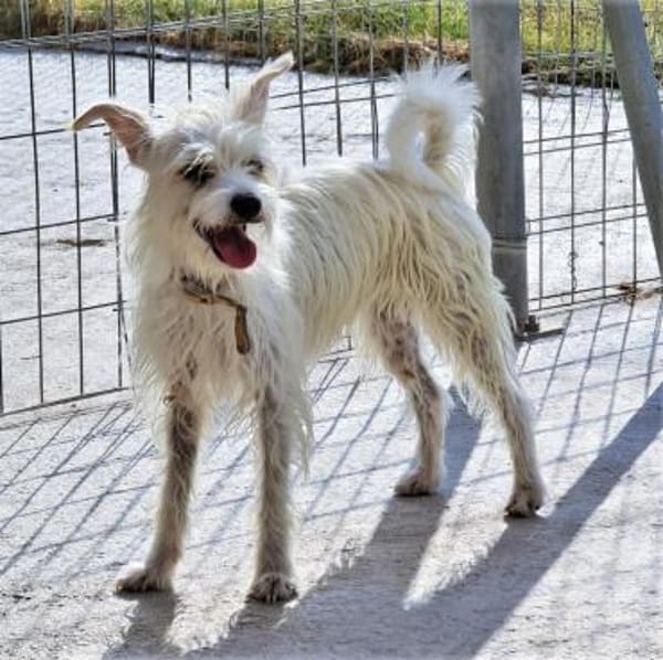 Kiki sucht einfühlsames Zuhause