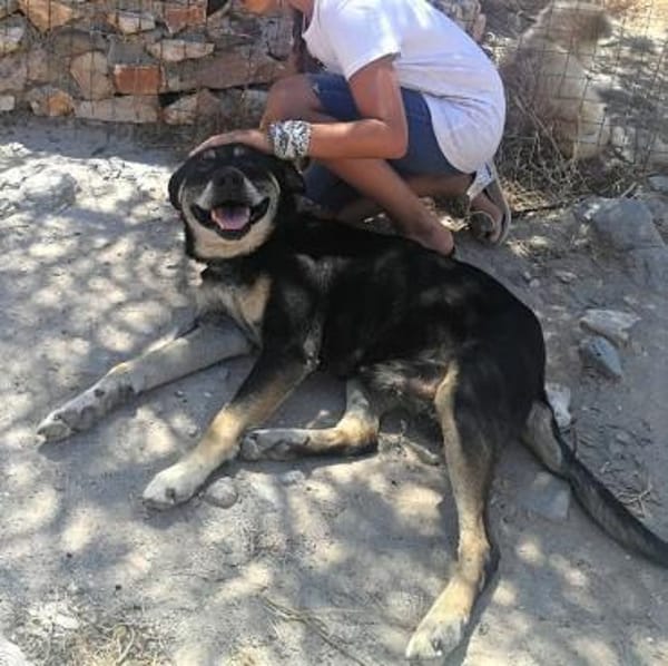 Nemo - verschmuster Senior