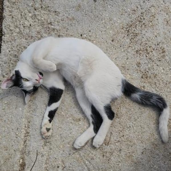 Adriou möchte endlich geliebt werden!