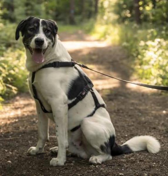 Claude Monet, geb. ca. 02/21, Vettweiß