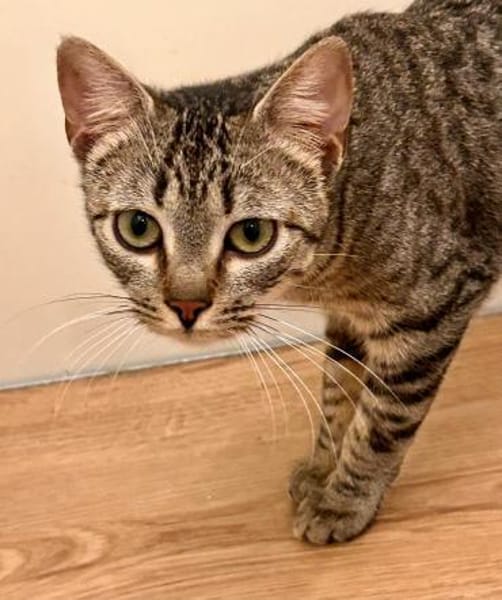 Moura  junges, verschmustes Katzenmädch