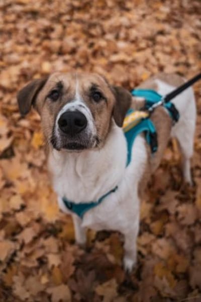 Felicio wartet in 99718 Greussen