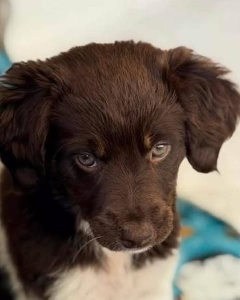 Foxy sucht ihr Glück