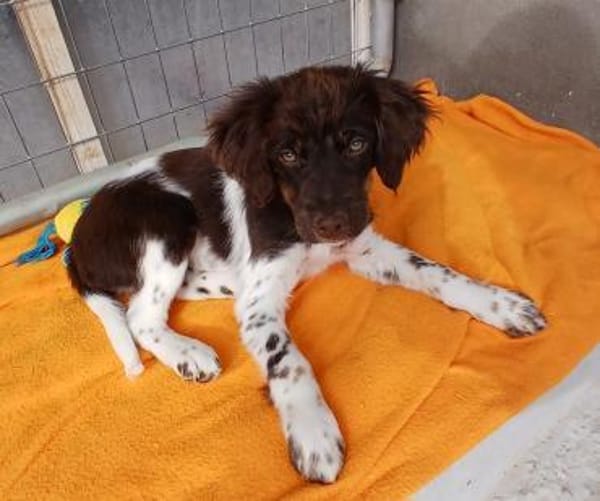 Foxy sucht ihr Glück