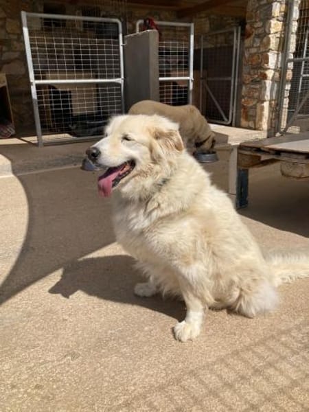 Bruno hat sein Zuhause verloren