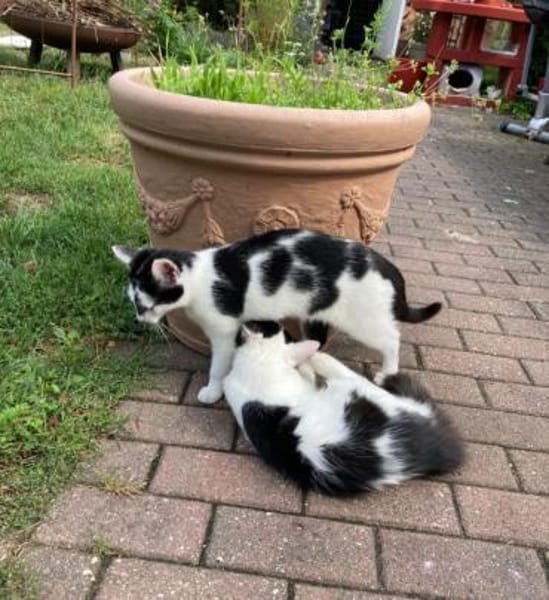 Maikätzchen  Anni und Casimir