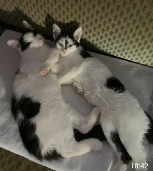 Maikätzchen  Anni und Casimir