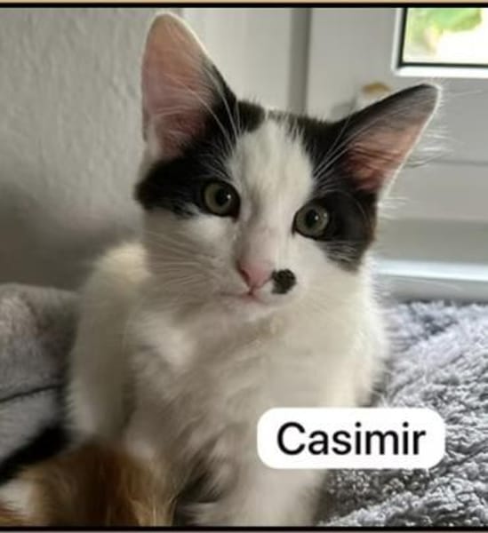 Maikätzchen  Anni und Casimir
