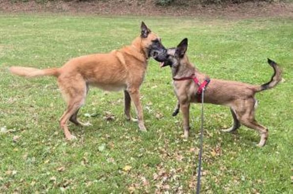 Liebevolle Malinois Mischlings Hündin