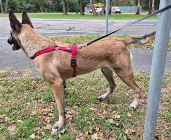 Liebevolle Malinois Mischlings Hündin