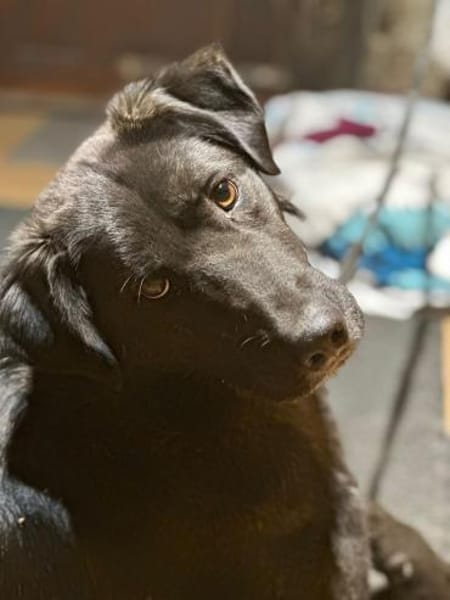 Anhänglicher Pancho sucht Zuhause