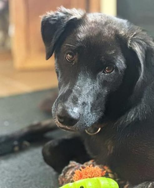 Anhänglicher Pancho sucht Zuhause