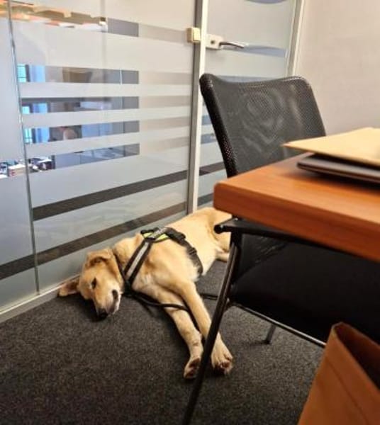 Rookie - freundlich und intelligent