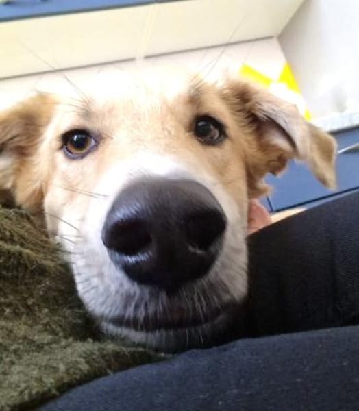 Rookie - freundlich und intelligent