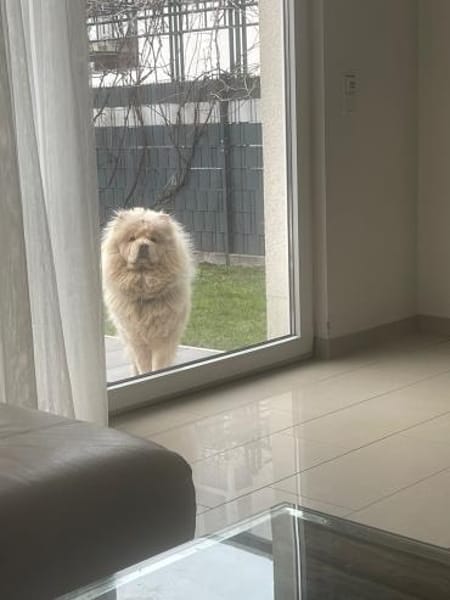 Jumy - Süße Chow-Chow Hündin