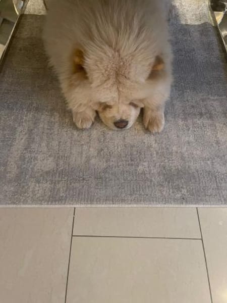 Jumy - Süße Chow-Chow Hündin