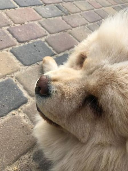 Jumy - Süße Chow-Chow Hündin