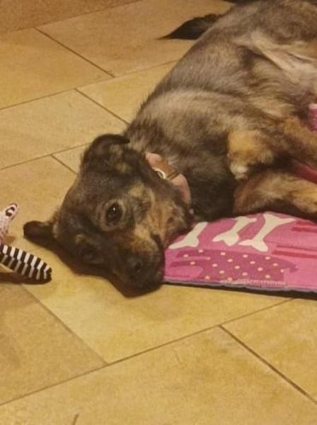 Traumhündin Newa auf PS in 91353