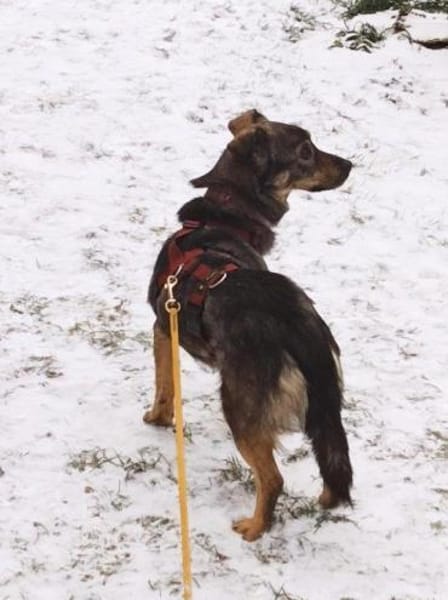 Traumhündin Newa auf PS in 91353