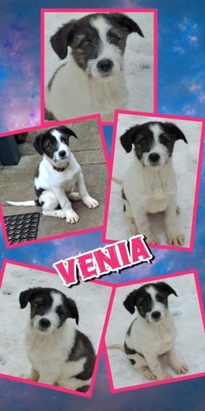 süßes Welpenmädchen Venia auf PS 91327