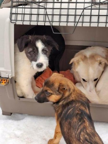 süßes Welpenmädchen Venia auf PS 91327