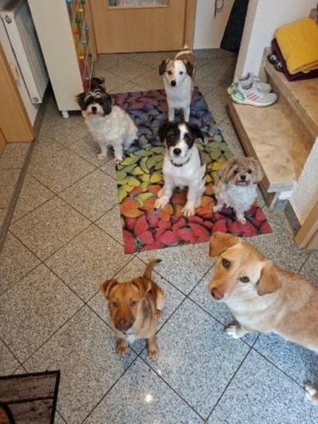 süßes Welpenmädchen Venia auf PS 91327