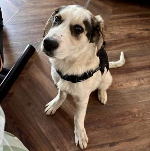 Welpenmädchen Stella - auf PS in 26802