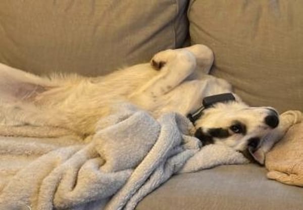 Welpenmädchen Stella - auf PS in 26802