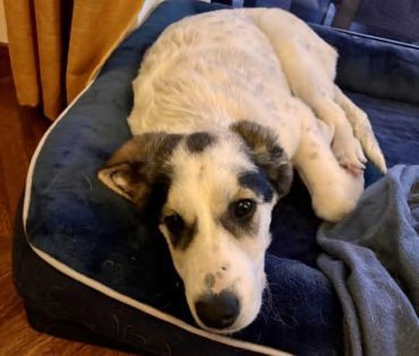 Welpenmädchen Stella - auf PS in 26802