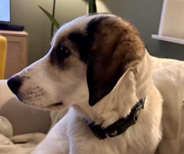 Welpenmädchen Stella - auf PS in 26802