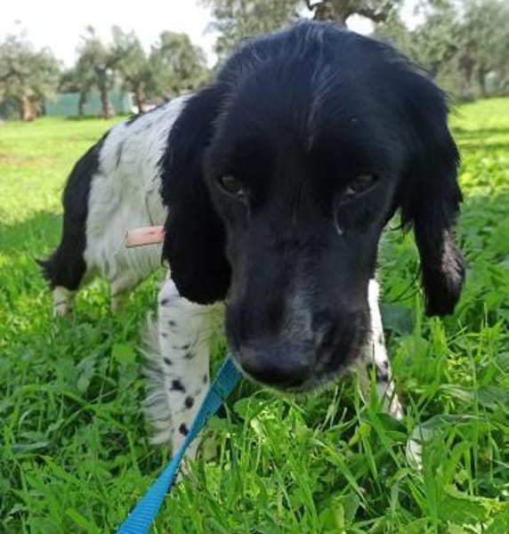 Junge Cockerdame sucht Traumzuhause