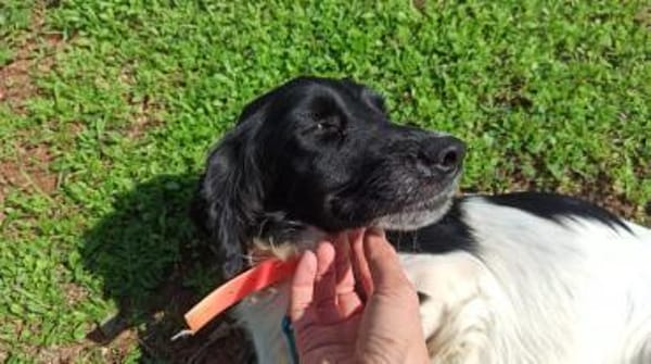 Junge Cockerdame sucht Traumzuhause