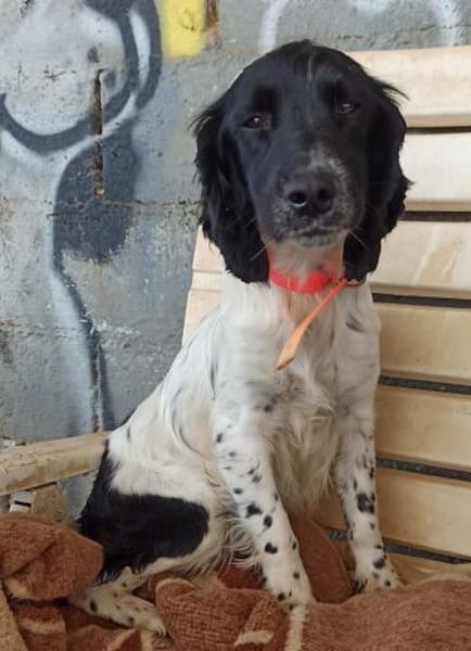 Junge Cockerdame sucht Traumzuhause