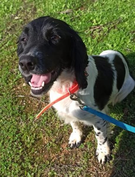 Junge Cockerdame sucht Traumzuhause