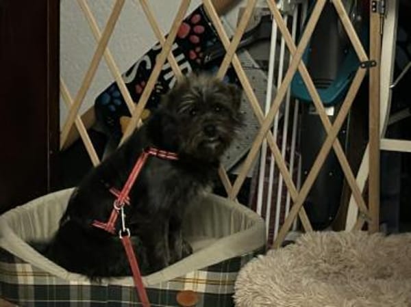 Tinchen vor Weihnachten ausgesetzt