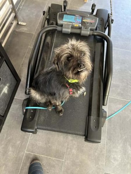 Tinchen vor Weihnachten ausgesetzt