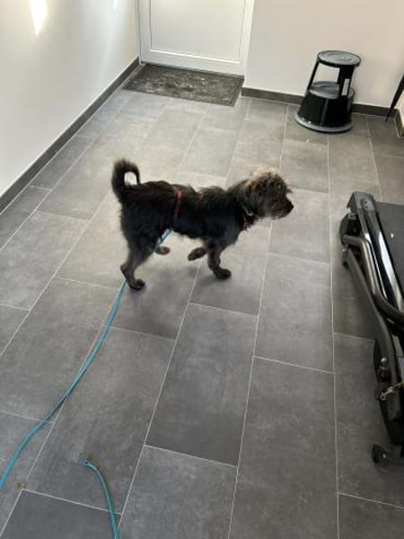 Tinchen vor Weihnachten ausgesetzt