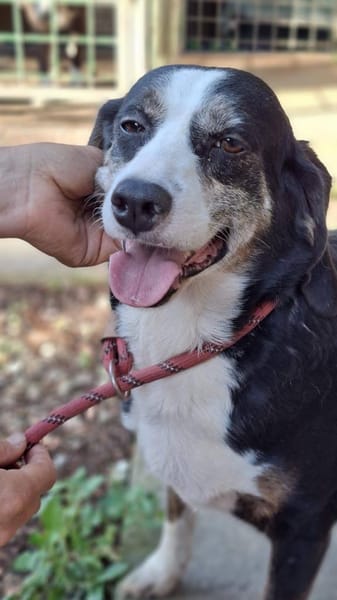 Jule - liebe Hündin auf PS in D