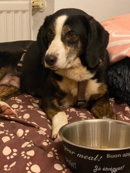 Jule - liebe Hündin auf PS in D