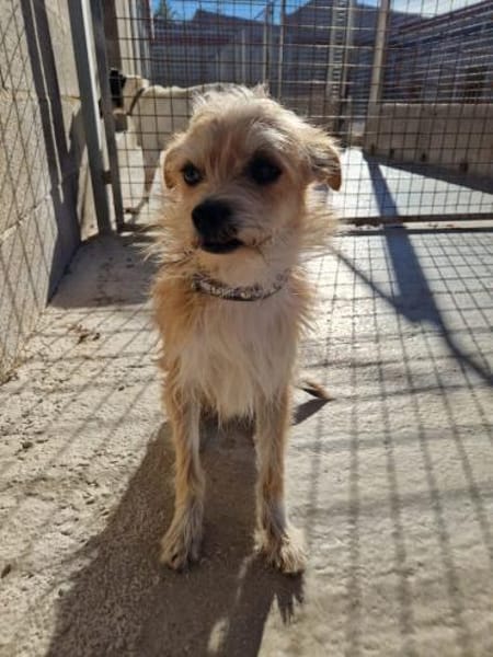 🐾FLORI🐾 ein sensibler Schatz