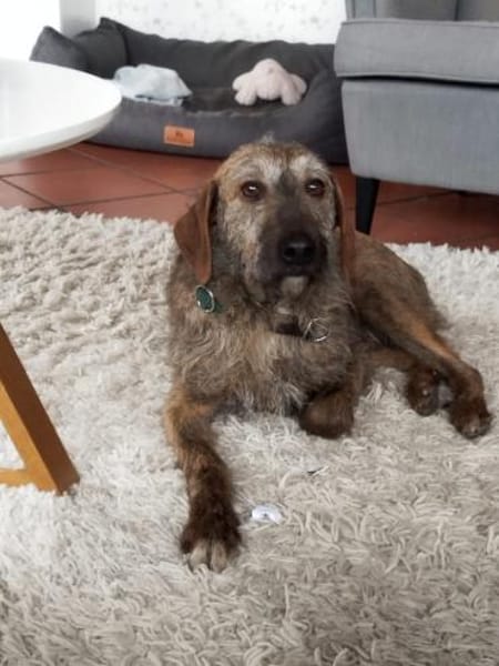 Giulio - ganz toller Rüde auf PS in D