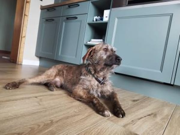 Giulio - ganz toller Rüde auf PS in D