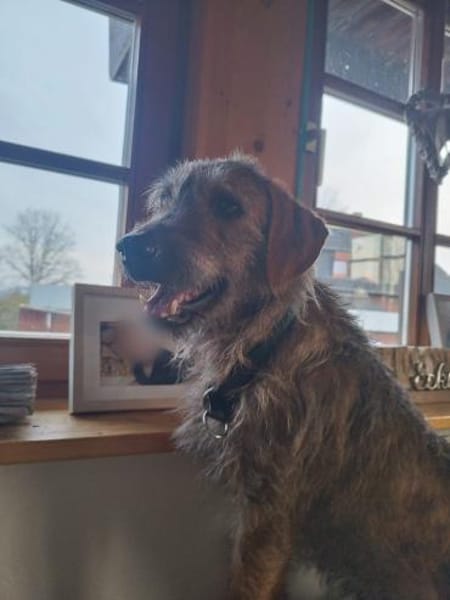 Giulio - ganz toller Rüde auf PS in D