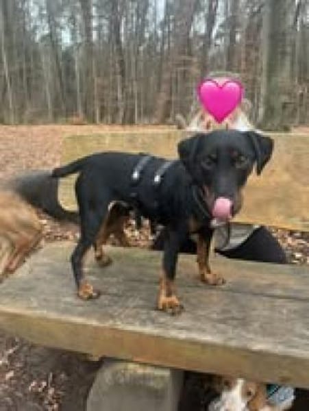 💙Emil sucht sein Zuhause 💙