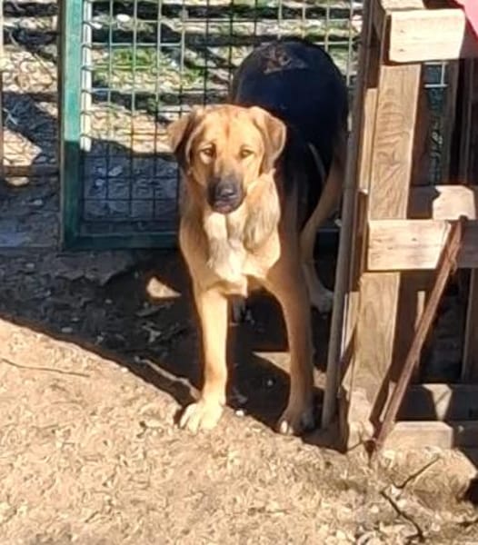 Zuhause gesucht für Neela