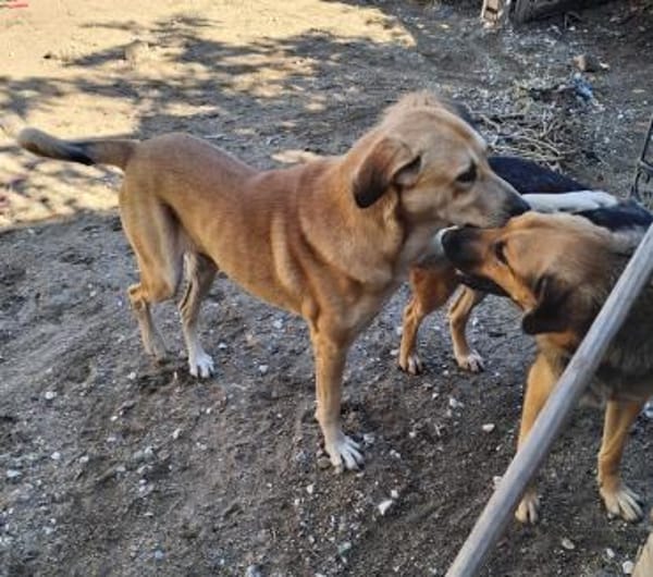 Zuhause gesucht für Neela