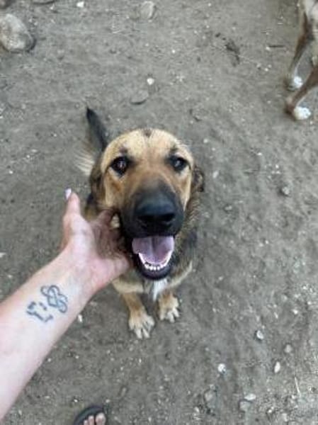 Zuhause gesucht für Neela